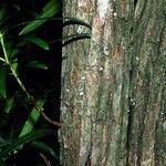 Podocarpus sylvestris چھال