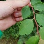 Spiraea trilobataList