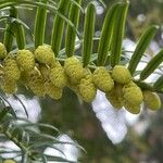 Torreya californica Blomma