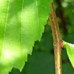 Ulmus laevis പുറംതൊലി