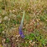 Veronica spicata Blüte