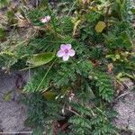 Erodium lebelii ശീലം