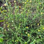 Nidorella aegyptiaca Flor