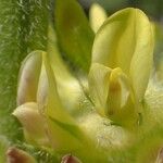 Astragalus alopecurus ফুল