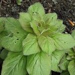 Lysimachia punctata Leaf