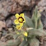 Tuberaria lignosa Flower