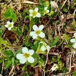 Saxifraga androsacea Celota