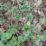 Rhododendron hirsutum List