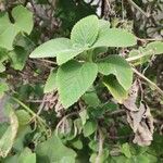 Coleus barbatus Leht