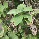 Coleus barbatus Leaf