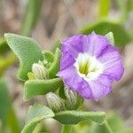 Sclerophylax kurtzii Flower