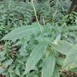 Globba racemosa Leaf