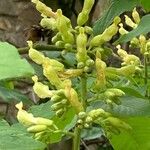 Aesculus flava Flower