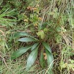 Digitalis laevigata Leaf