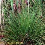 Carex appropinquata Habit