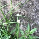 Cyperus richardii Feuille