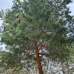 Pinus sylvestris Beste bat