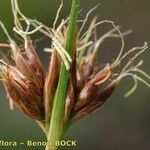 Rhynchospora fusca Fruit