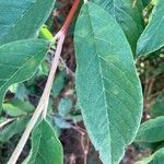 Cotoneaster glaucophyllus 叶