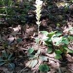 Goodyera pubescens Blüte