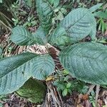Sloanea guianensis 叶