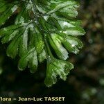 Hymenophyllum tunbrigense Leaf