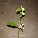 Alternanthera ficoidea Flor