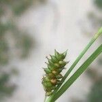 Carex punctata Ffrwyth