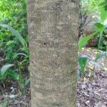 Cordia glazioviana Bark