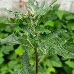 Atriplex tatarica Хабит