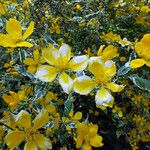 Hypericum balearicum Flor