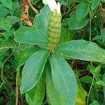 Costus arabicus Φύλλο