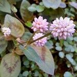 Persicaria capitata Blüte