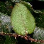 Microgramma reptans Folla