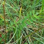 Sanguisorba minor Leaf