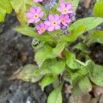 Myosotis sylvatica অভ্যাস