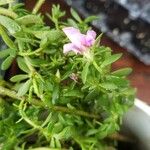 Portulaca pilosa Flower