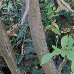 Photinia villosa Bark