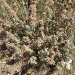 Marrubium supinum Libunga