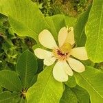 Magnolia obovata Квітка