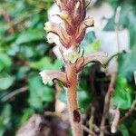 Orobanche hederae Flower