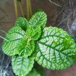 Pilea inaequalis Blad