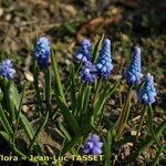 Muscari azureum Habitatea