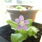 Pinguicula grandiflora Flor