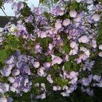 Abutilon vitifolium Λουλούδι
