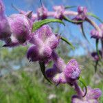 Trichostema lanatum Flor