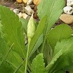 Allium neapolitanum Liść