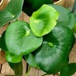 Peperomia polybotrya Други