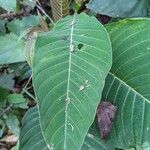 Palicourea guianensis Blatt