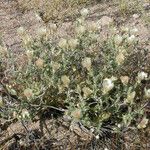 Mentzelia involucrata Habit